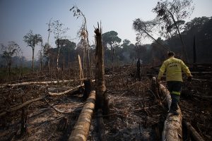 Amazônia tem recorde de desmatamento em abril