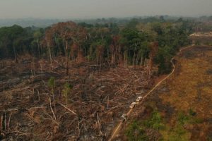 Amazônia: 1º semestre de 2022 é o maior com área sob alerta de desmate em 7 anos