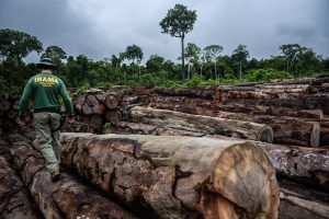 Desmatamento na Amazônia cresceu 59,5% durante os quatro anos do governo Bolsonaro