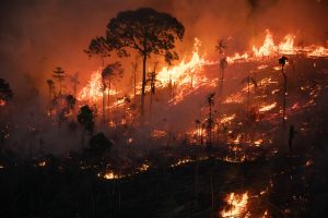 Amazonas volta a registrar mais de 200 queimadas em um único dia