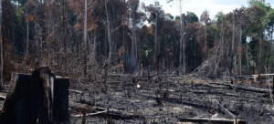 Sem ações urgentes, Amazônia pode atingir ponto de “não retorno” em 2050, com consequências dramáticas
