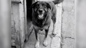 Justiça por Orelha!